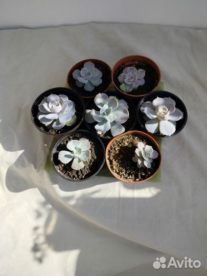 Молодило каменная роза