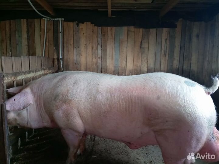 Продаётся хряк