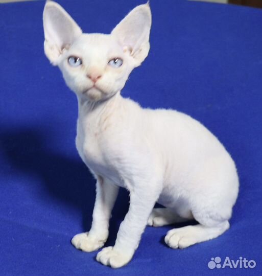 Котенок девон-рекс