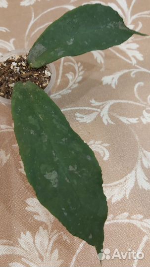 Хойя ундулата