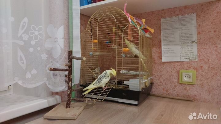 Клетка для средних или мелких попугаев