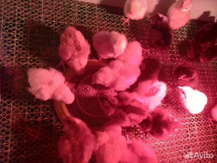 Цыплята суточные несушки