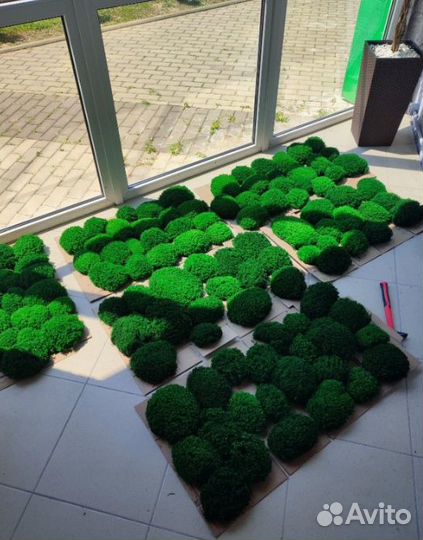 Сочный стабилизированный мох для кашпо