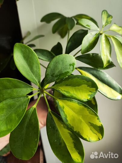 Шефлера вариегатная