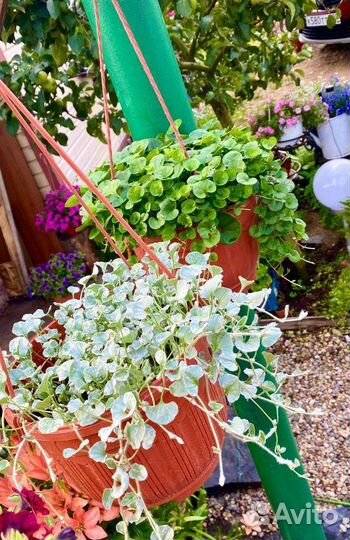 Дихондра Серебристый водопад и Изумрудный водопад