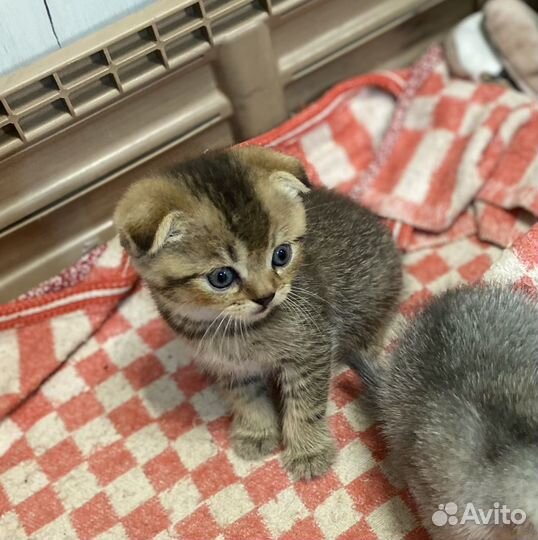 Шотландские котята