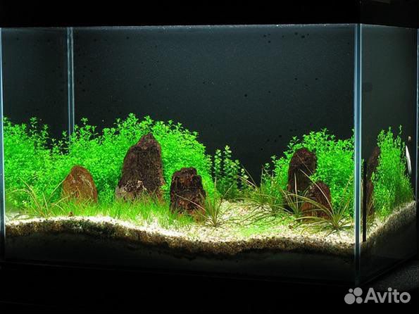 Неприхотливое растение Хемиантус микрантемоидес