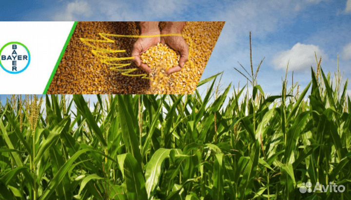 Семена кукурузы Bayer дкс 3169