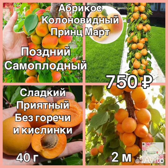 Абрикос и персик колоновидный