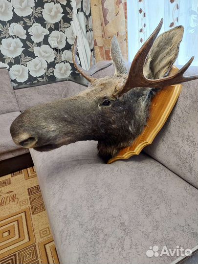 Чучело лося