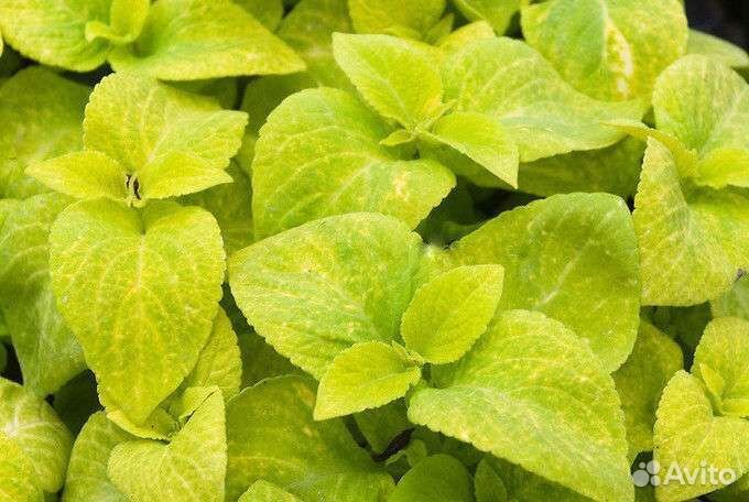 Колеус визард голден цветы для дома,сада