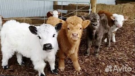 Привитые телята с доставкой на дом