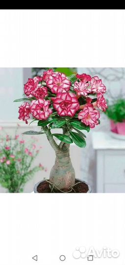 Разные цветы