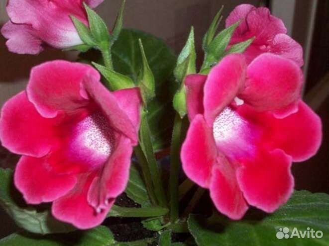 Глоксиния розовая
