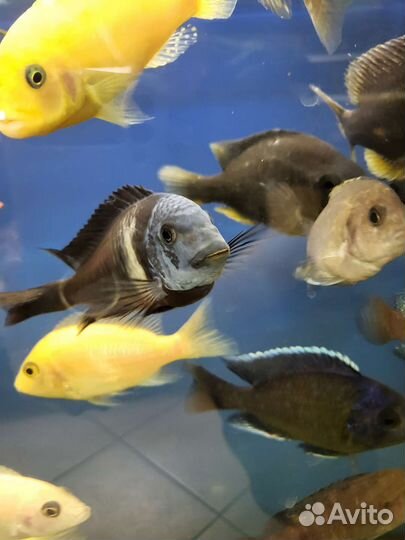 Цихлиды, цихлазомы