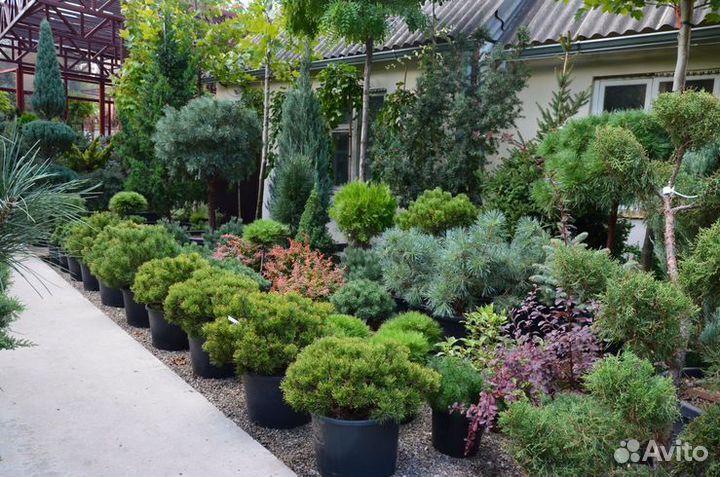 Сосна Винтер Голд