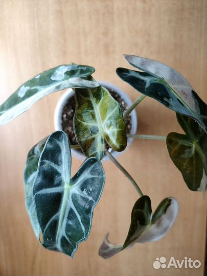 Алоказия бамбино пинк вариегатная