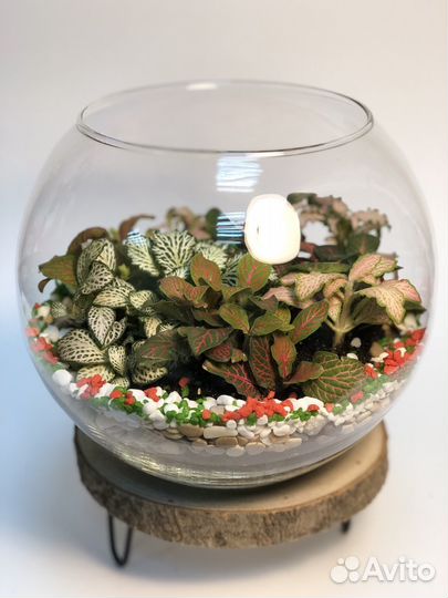 Флорариум, оригинальный подарок, микромир