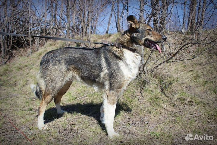 Собака Бэлла