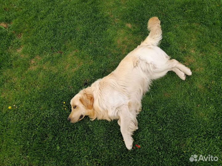 Кобель золотистого ретривера вязка