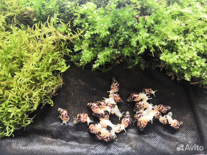 Улитки ахатины ретикулята