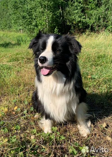 Бордер колли вязка