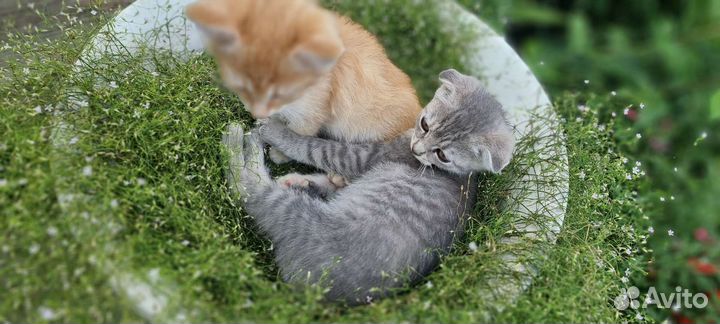 Сиамские котята