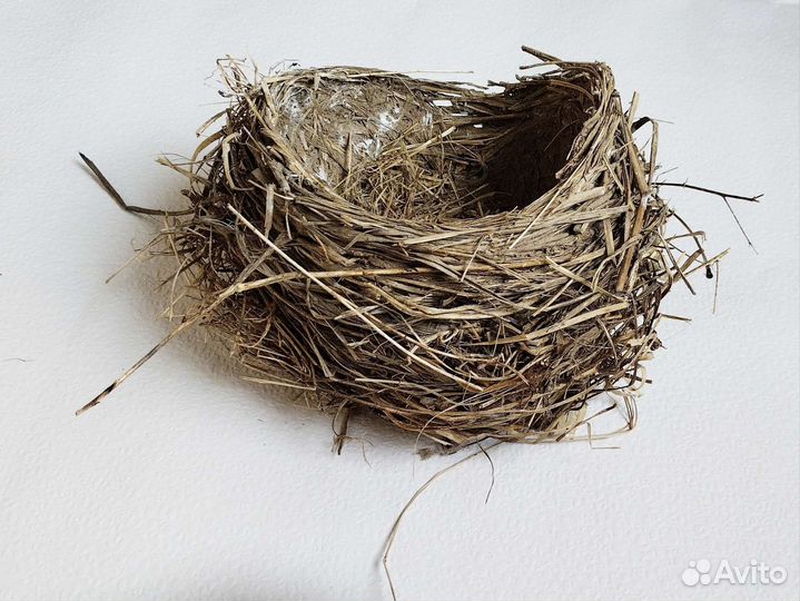 Настоящие птичьи гнезда