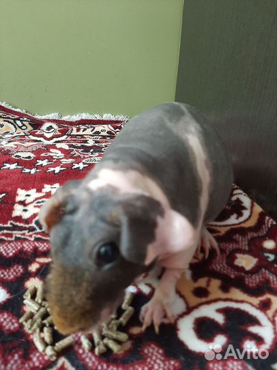 Морские свинки скинни девочки