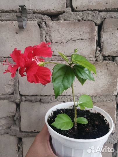 Гибискус 