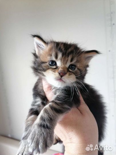 Котята Мейн кун