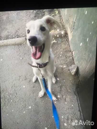 Собака белоснежная ищет дом
