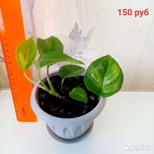 Эпипремнум/сциндапсус