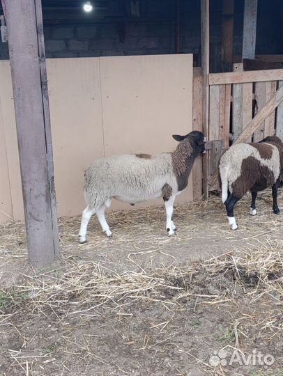 Бараны дорпер