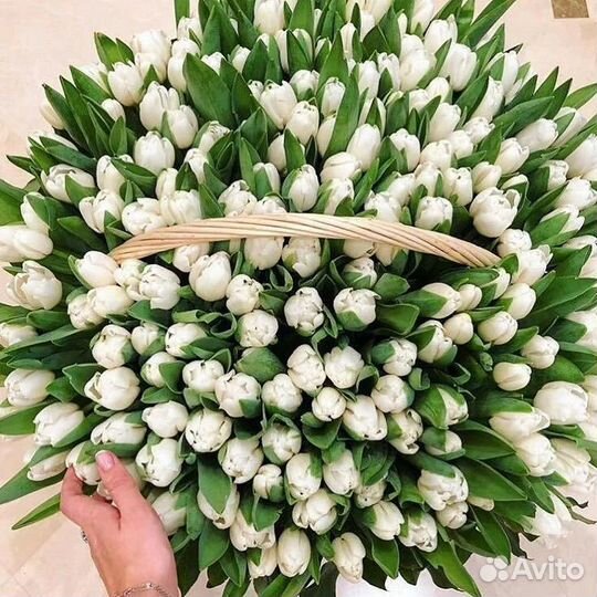 Тюльпаны с бесплатной упаковкой