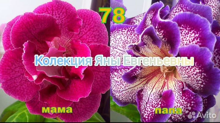 Глоксинии листом и луковицами