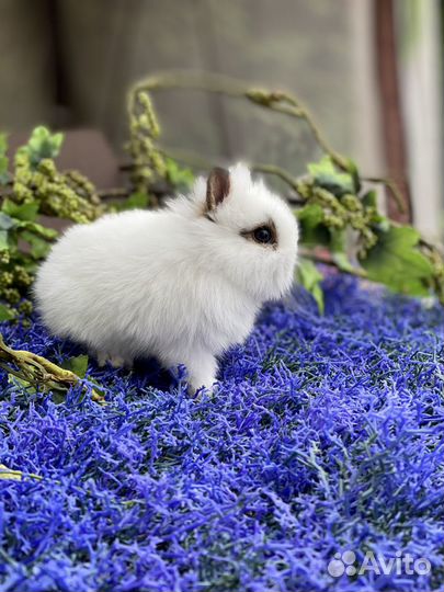 Настоящие мини кролики