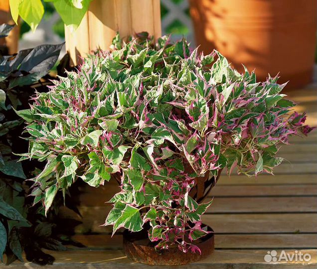 Ипомея батат, Ирезине, Аптения вариегатная