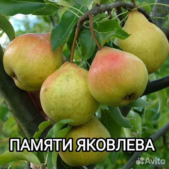 Саженцы Груши