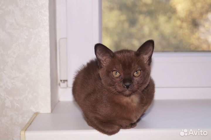 Котята европейской бурмы