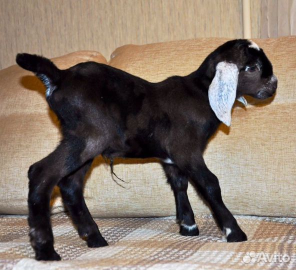 Нубийские козы козлы козлята