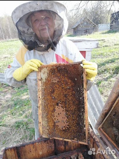 Пчелиная семья