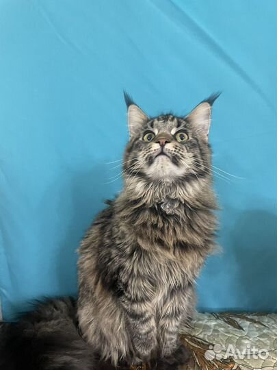 Коты и кошечки мейн-кун