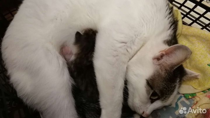 Котенок в дар