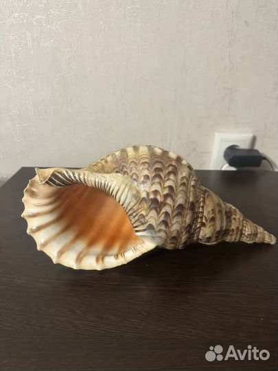 Раковина Харония Тритонис,тритоний рог
