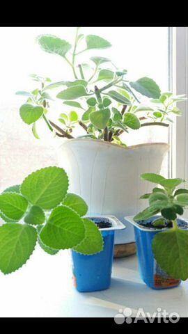 Декабрист отдам