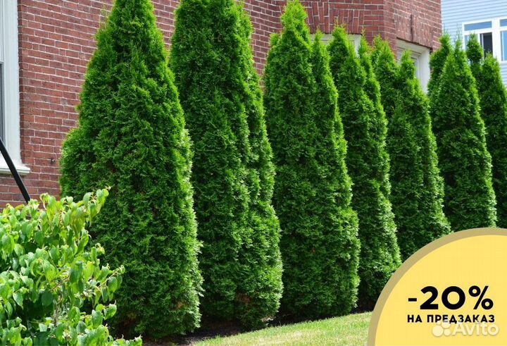 Туя Смарагд 1,8-2 м,Брабант,Колумна