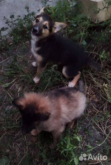 Веселые щенята двортерьер