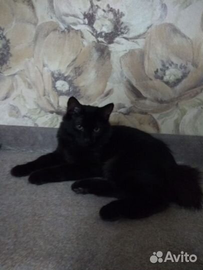 Продажа котят курильский бобтейл