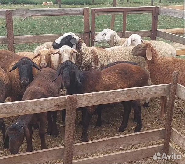 Гиссар эдельбай